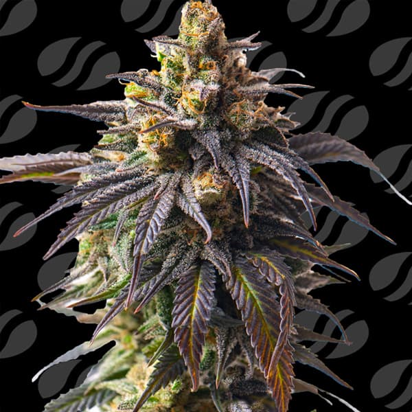 Auto Velvet Drip > Original Sensible Seeds | Autoflowering Cannabis   |  Sativa